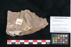 Foto (Objekt + Etikett) von Asterophyllites equisetiformis Br. (NHMW-GEO-2024-0188-11002)